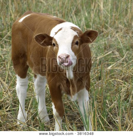 A Calf Poking Out Its Tongue