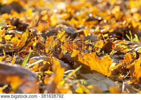 Maple Leaves In The Autumn Season, Seasonal Changes In Nature Are Illuminated By Bright Sunlight