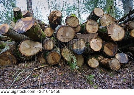 Felled Trees In A Stack, Logs From Felled Tree Trunks