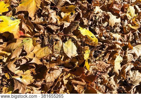 European Autumn In A City Park With Trees Changing Color, Specific And Special Seasons