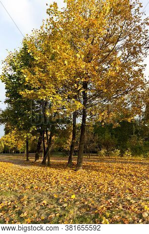 European Autumn In A City Park With Trees Changing Color, Specific And Special Seasons
