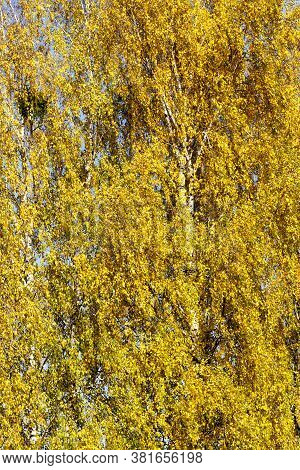 Beautiful Birch Foliage That Changed Color In The Autumn Season, Close-up On The Nature Of The Trees