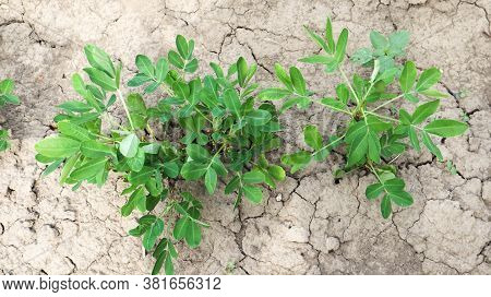 Growing Organic Peanuts, Outdoor Peanut Bushes Grow In The Ground In The Vegetable Garden. Peanut Tr