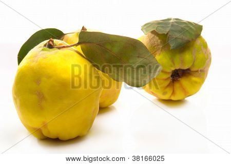 Quince