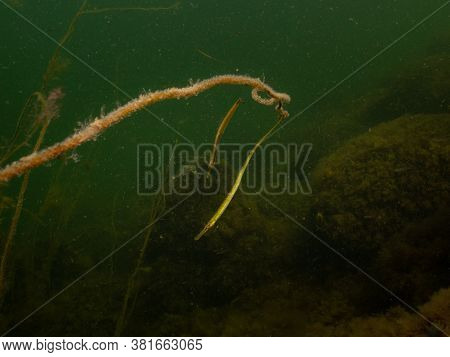 Closeup Picture Of A Straightnose Pipefish, Nerophis Ophidion. Picture From Oresund, Malmo, Southern