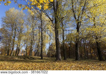 Autumn Yellow Foliage During Leaf Fall, In Nature In The Park And Tree Branches, Landscape In Sunny 