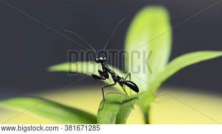 Asian Ant Mimicking Mantis (odontomantis Planiceps) In A Leaf Stock Photo