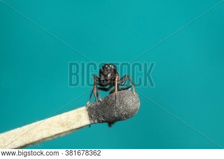Male  Ant Mimicking Jumping Spider On Hand