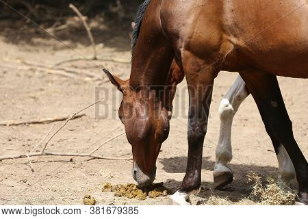 Horse\'s Feces On The Farm. Domestic Animal Feces On The Ground Outdoors. Saddle Horses In Paddock S