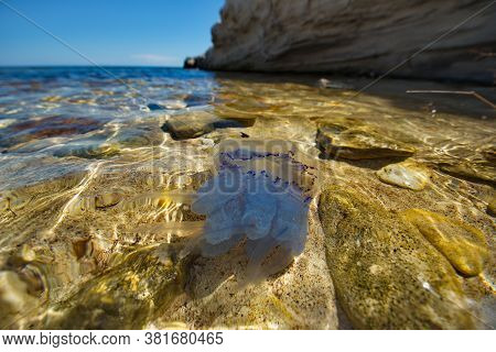 Russia. South-west Coast Of Crimea. Kornerot Jellyfish (rhizostoma Pulmo) Is The Largest And Most Da