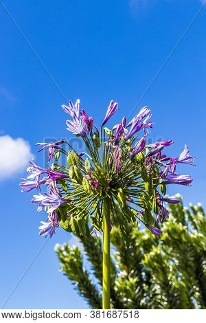 Blue African Lily Agapanthus Praecox Flowers Blue Sky Background, Kirstenbosch, Cape Town.