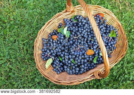  Freshly picked aronia berries in wicker basket on grass
