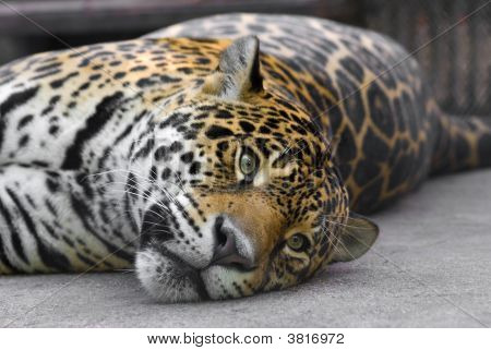 Leopardo