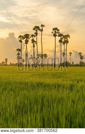 Dong Tan Trees In Green Rice Field In National Park At Sunset In Sam Khok District In Rural Area, Pa