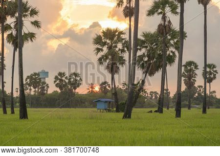 Dong Tan Trees In Green Rice Field In National Park At Sunset In Sam Khok District In Rural Area, Pa