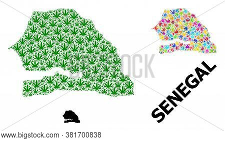 Vector Cannabis Mosaic And Solid Map Of Senegal. Map Of Senegal Vector Mosaic For Cannabis Legalize 