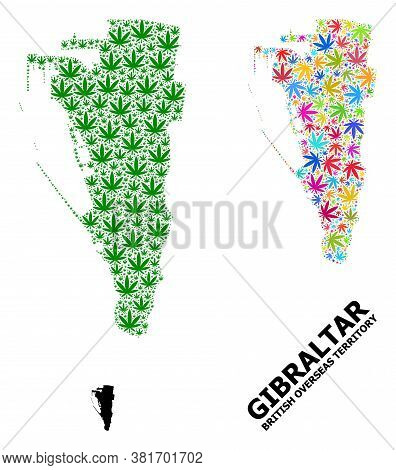 Vector Hemp Mosaic And Solid Map Of Gibraltar. Map Of Gibraltar Vector Mosaic For Hemp Legalize Camp