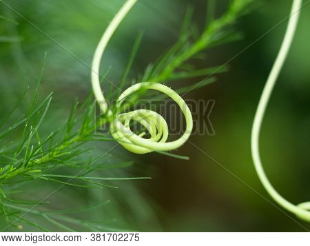 Close Up Shot Of Grippy Fiber Spring Of Ash Gourd Or Winter Melon