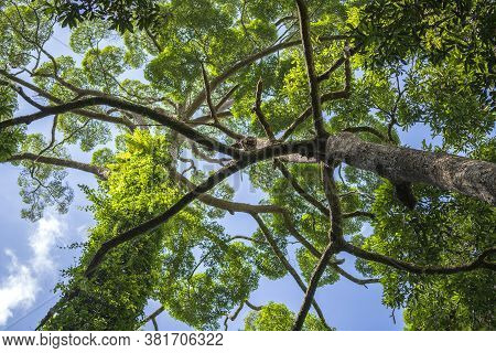 The Big Tropical Tree With Sky Background, View From Below. Scientific Name Dipterocarpus Alatus Or 