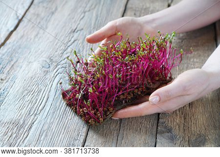 Microgreen Beet In Female Hands On A Wooden Background