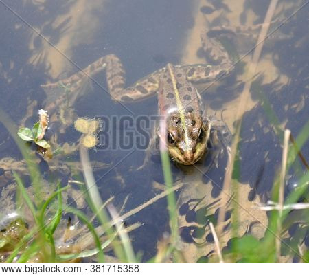 A Frog At The Shore Peeps Out Of The Water. A Lot Of Tadpoles Around.