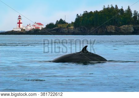 Minke Whale On The Bay Of Fundy In New Brunswick, Canada With Head Harbour Lightstation (east Quoddy