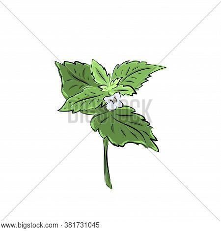 Colorful Melissa Hand Drawn. Green Seasoning. Medicinal Herbs And . Harvest Green Raw Lemon Balm Bra