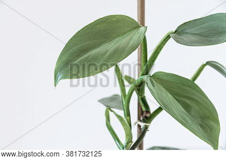 Philodendron hastatum  \"silver sword \" on white background.