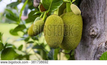 Ripe Jack Fruit Or Kanun Hanging From A Branch Of A Tree. Close Up Of Jackfruit In The Garden.
