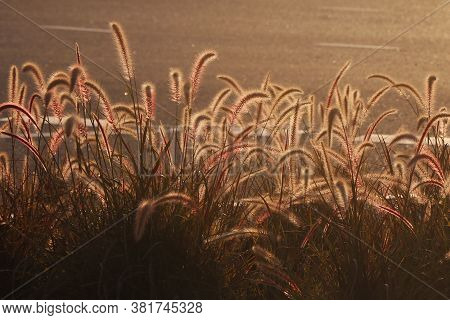 Ornamental Plant Of Pennisetum Alopecuroides Hameln Or Chinese Fountain Grass, Near The Road.it Is A