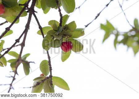 Fresh Red Cherry On The Tree With Sunlight In The Garden.