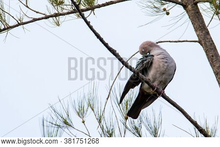 Green Imperial Pigeon (ducula Aenea) Perched On A Branch In Nature Habitats