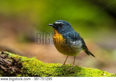 Nature Wildlife Bird Species Of Snowy Browed Flycatcher Perch On Branch Which Is Found In Borneo, Sa