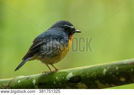 Nature Wildlife Bird Species Of Snowy Browed Flycatcher Perch On Branch Which Is Found In Borneo, Sa