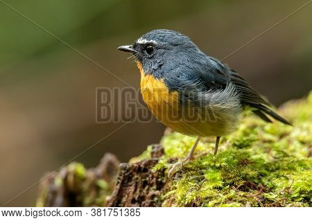 Nature Wildlife Bird Species Of Snowy Browed Flycatcher Perch On Branch Which Is Found In Borneo, Sa