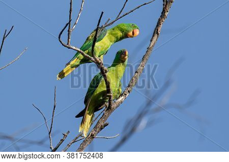 Nature Wildlife Bird Of The Blue-naped Parrot Also The Blue-crowned Green Parrot In Nature Habits