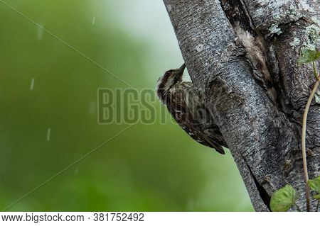 Brown-capped Woodpecker Bird On A Tree