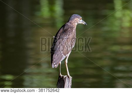 Nature Wildlife Bird Of Rufous Night Heron (immature) In Nature Wetland At Sabah, Borneo
