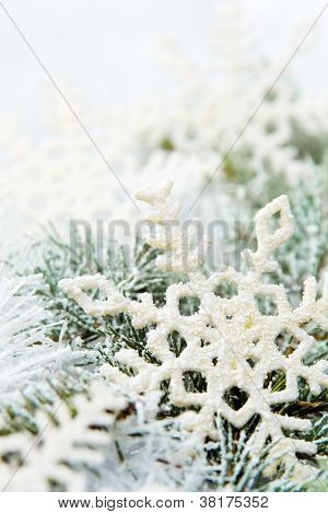 schneebedeckte Zweige der Fichte