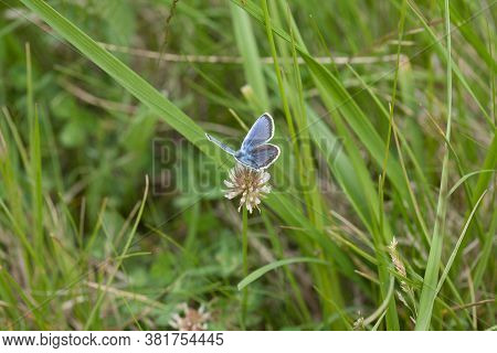 A Closeup Shot Of A Butterfly Sitting On A White Flower