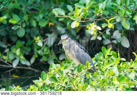 Adult Black-crowned Night-Heron(Nycticorax nycticorax hoactli) flying over wetlands