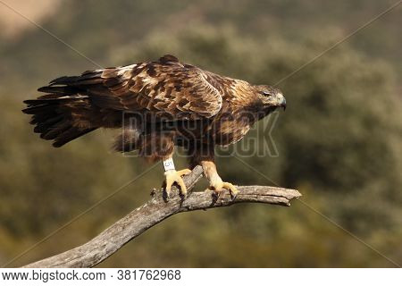 The Golden Eagle (aquila Chrysaetos) Sittin On The Branch
