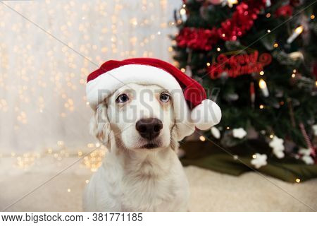Cute Puppy Dog Celerbating Christmas With A Red Santa Claus Hat.