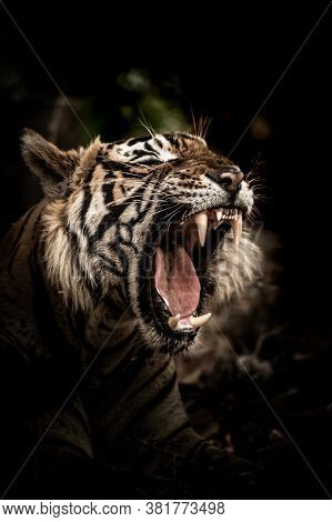 Canines Of Wild Male Tiger At Ranthambore National Park Rajasthan India