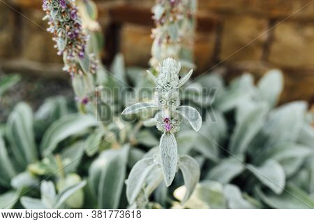 The Stachys Byzantina Plant Is Covered With Silky-lanate Hairs