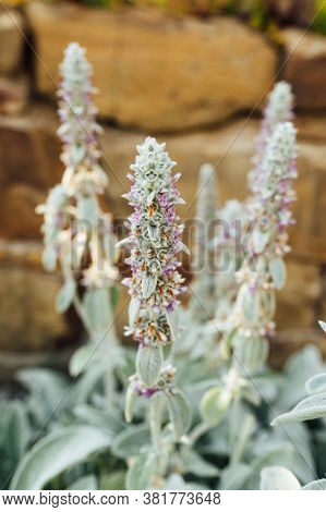 The Stachys Byzantina Plant Is Covered With Silky-lanate Hairs