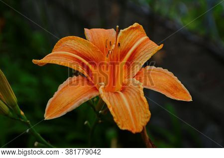 Brightly Orange Lily Flowers. Beautiful Flowers With Orange Petals.