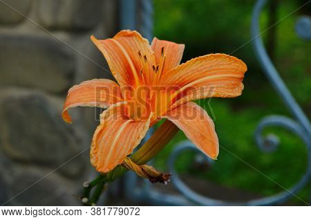 Brightly Orange Lily Flowers. Beautiful Flowers With Orange Petals.