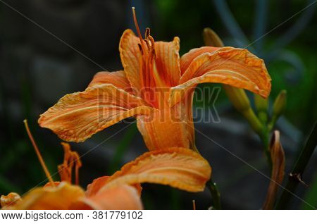 Brightly Orange Lily Flowers. Beautiful Flowers With Orange Petals.