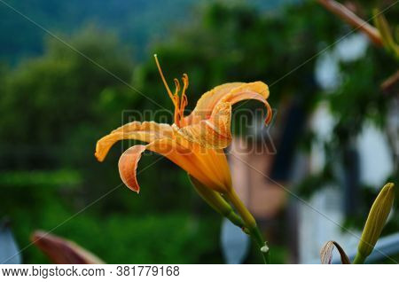 Brightly Orange Lily Flowers. Beautiful Flowers With Orange Petals.